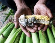 Tongkol Jagung Berjamur